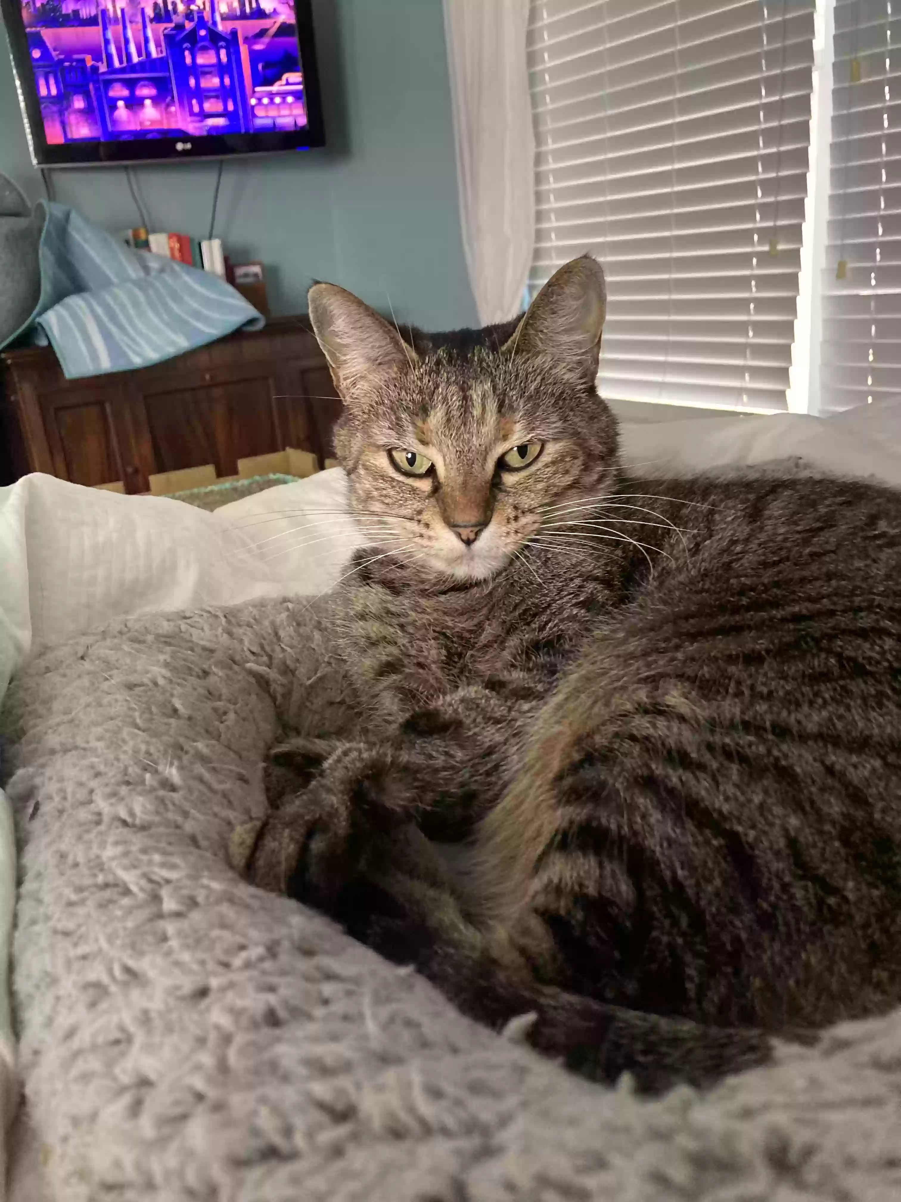 lost female cat mia